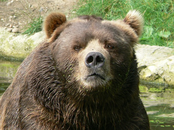 male_kodiak_bear_face